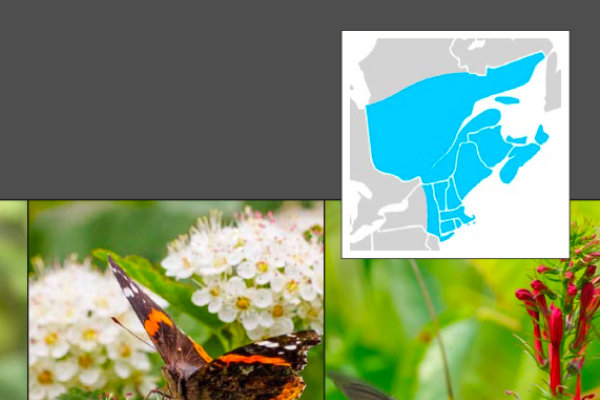 Pollinator-Friendly Plants for the Northeast United States