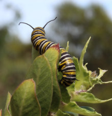 caterpillar