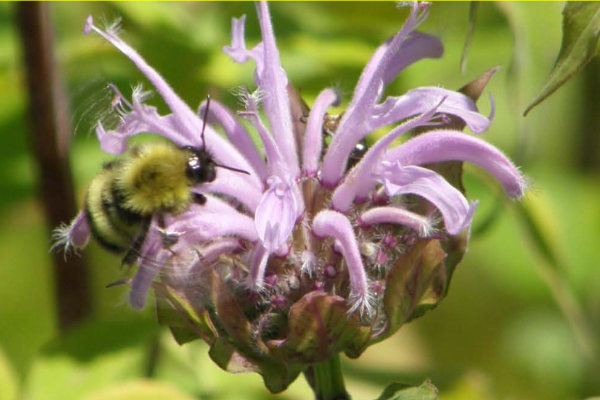 Pollinator-Friendly Plants for the Northeast United States